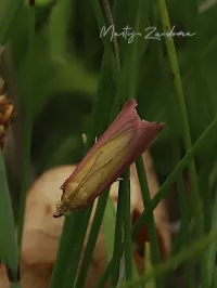 Prachtmot [Oncocera semirubella]